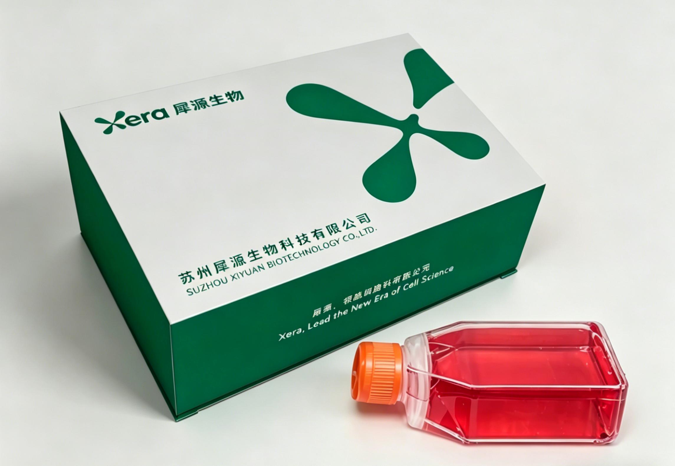 人脐静脉内皮细胞永生化HUVEC+GFP （免疫荧光鉴定）